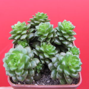 Cremnosedum  *Little Gem*