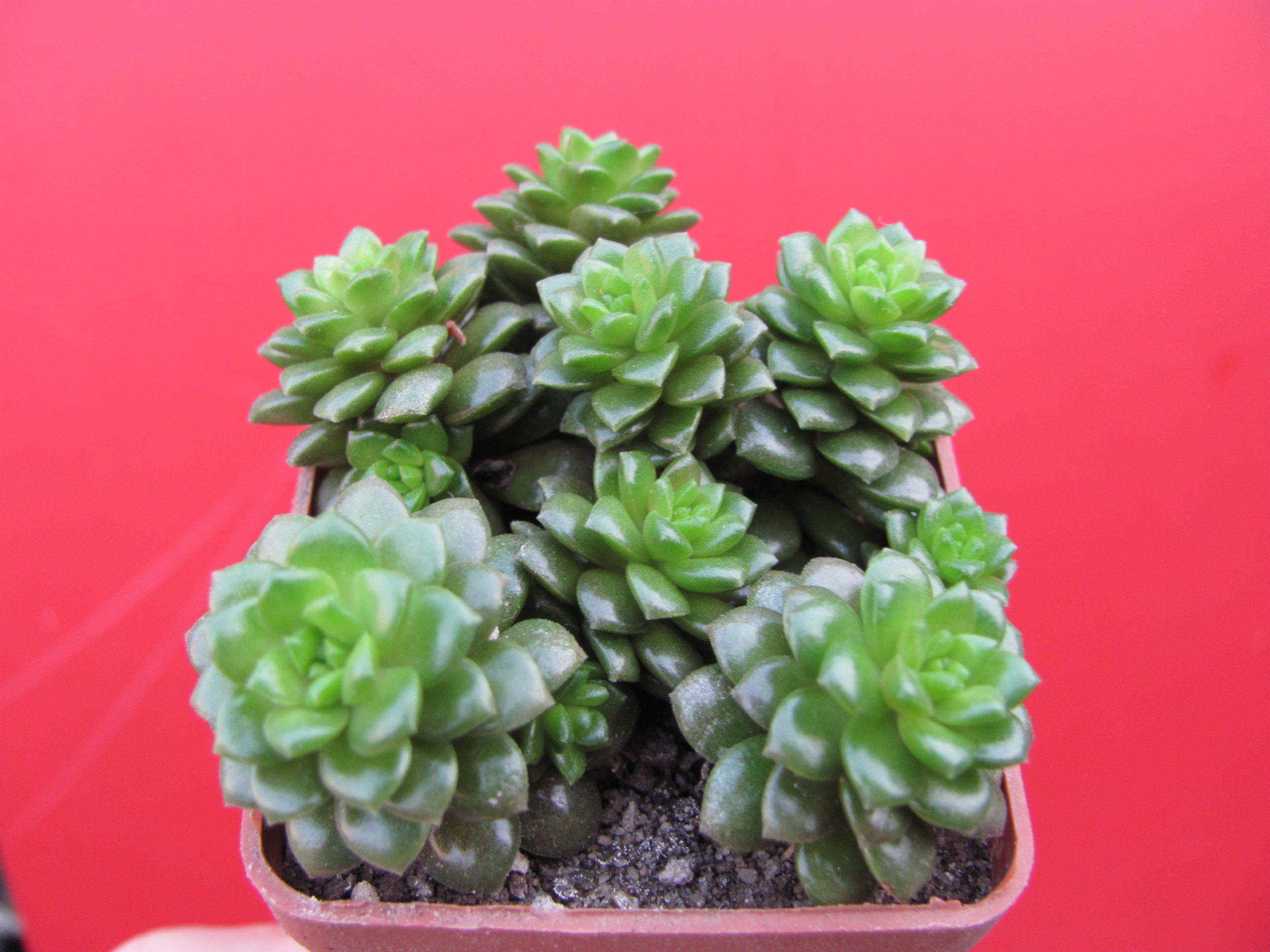 Cremnosedum  *Little Gem*