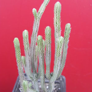 Crassula  licopodioides  variegata
