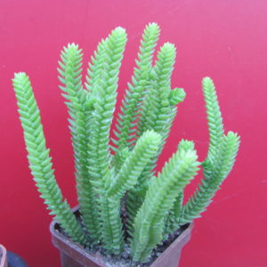 Crassula    purpusii
