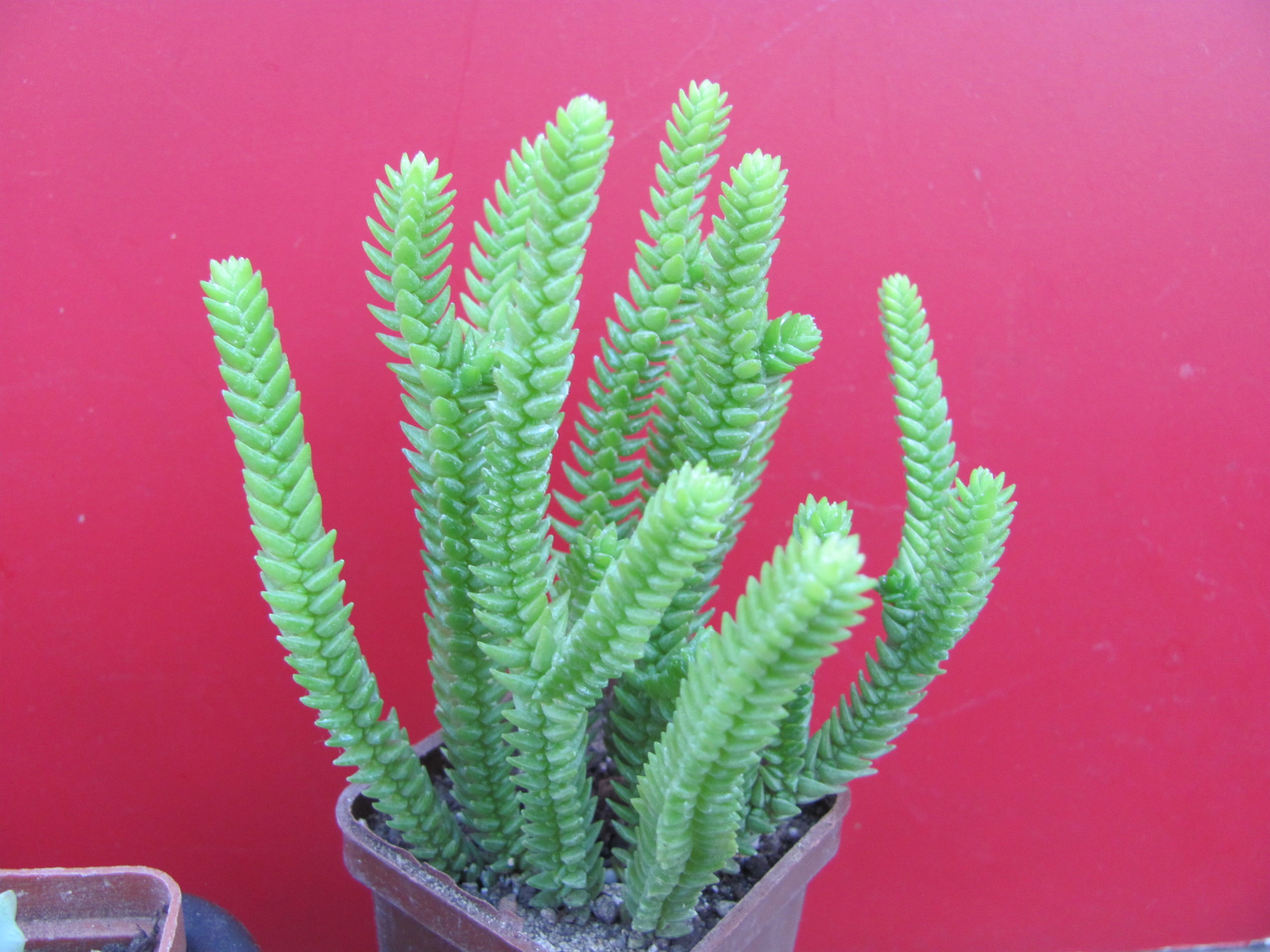 Crassula    purpusii