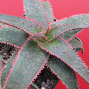 Aloe   Christmas Carol