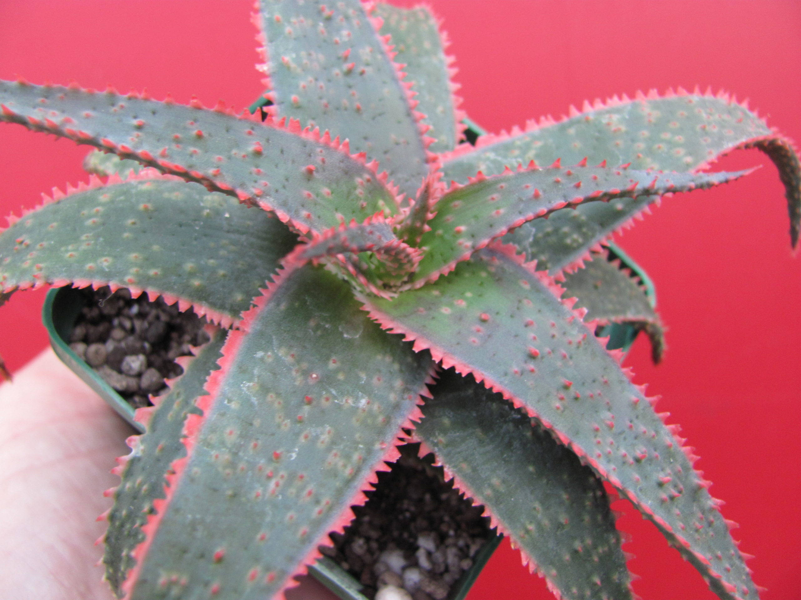 Aloe   Christmas Carol