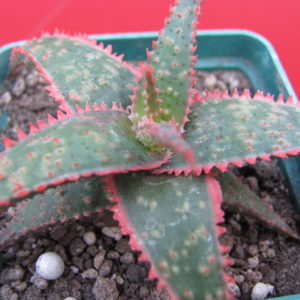 Aloe   Christmas  Carol