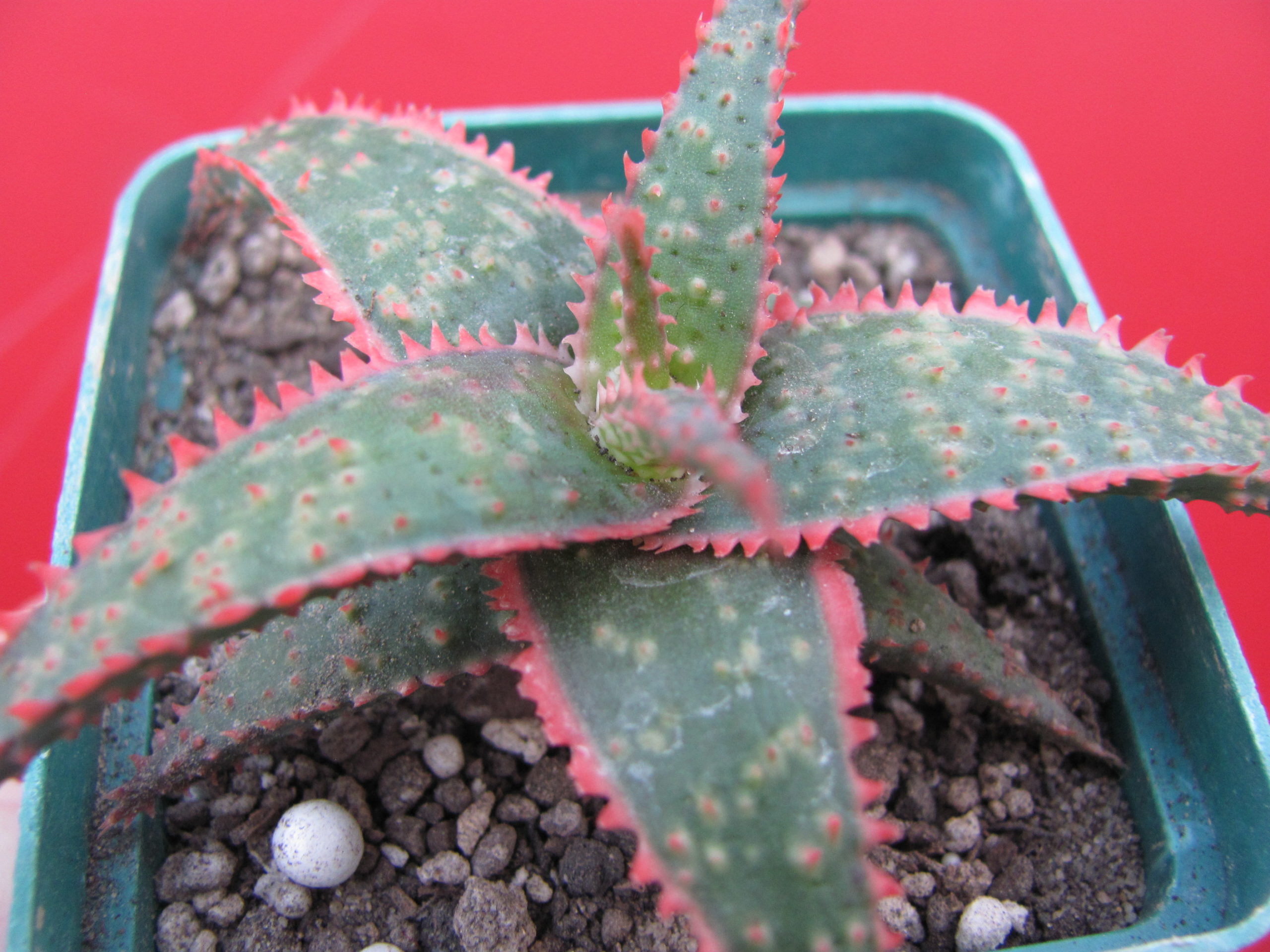 Aloe   Christmas  Carol