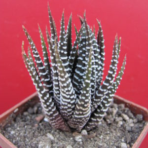 Haworthia   attenuata  Alba