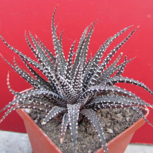 Haworthia    attenuata   Clariperla