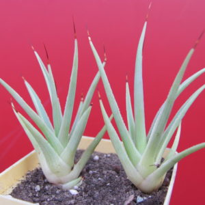 Agava  stricta   nana        2 разом