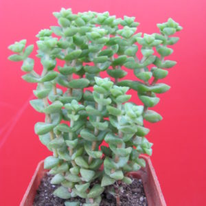 Crassula    rupestris