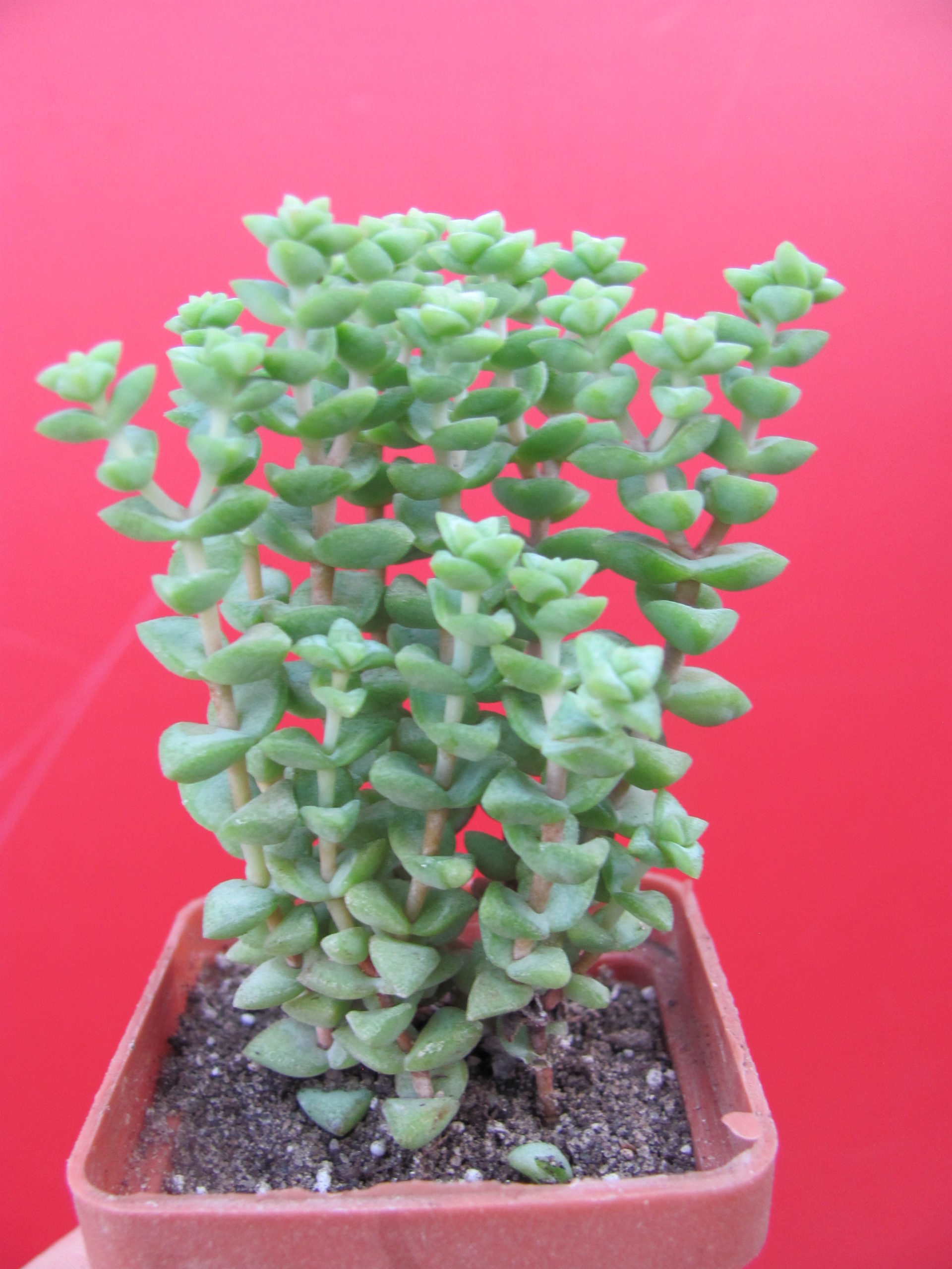 Crassula    rupestris
