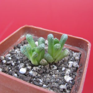 Neohenricia  sibbettii