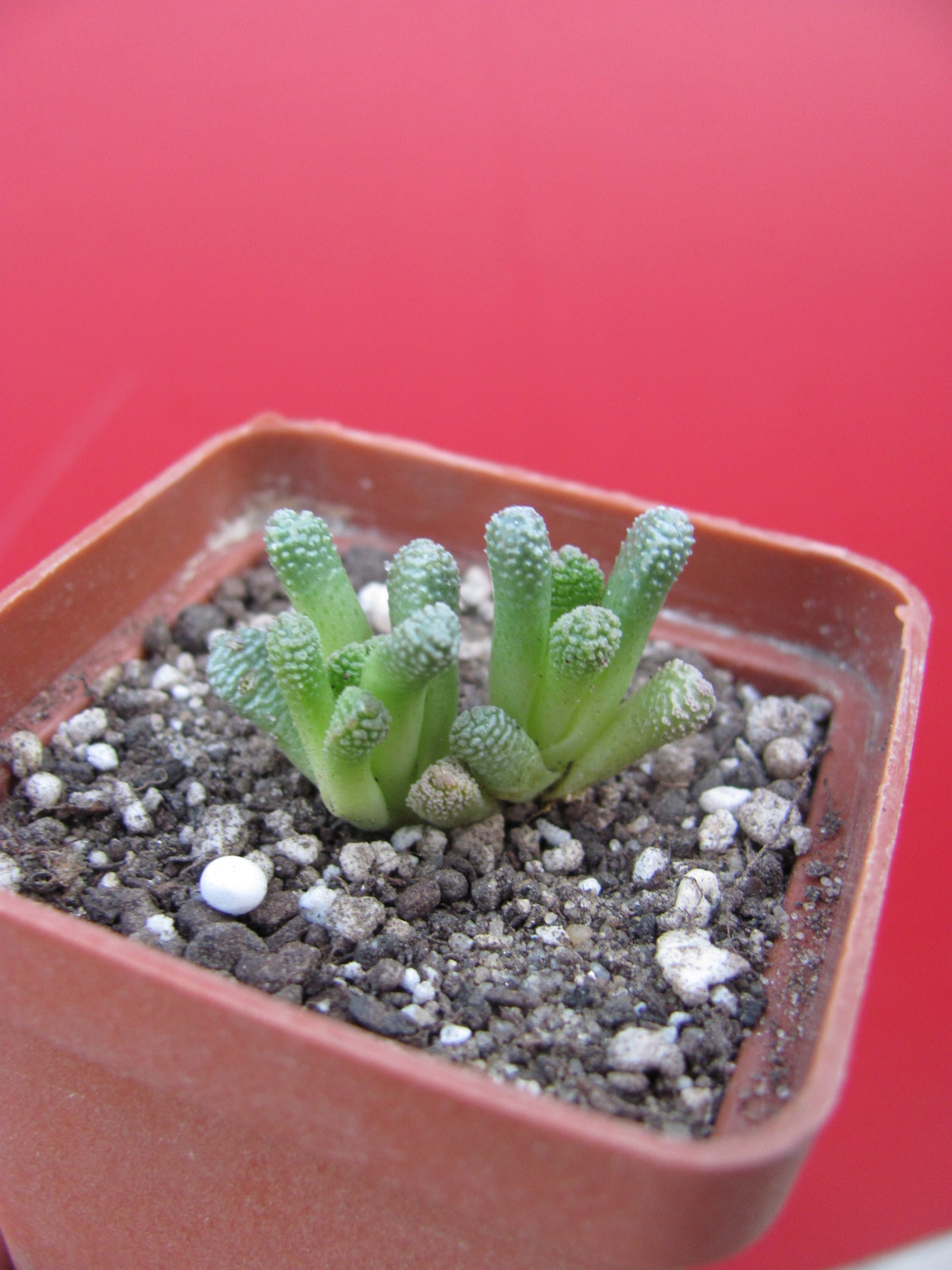 Neohenricia  sibbettii
