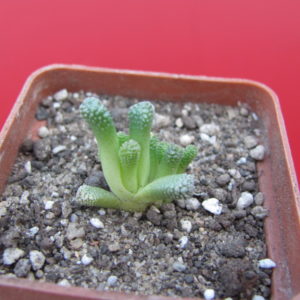 Neohenricia  sibbettii