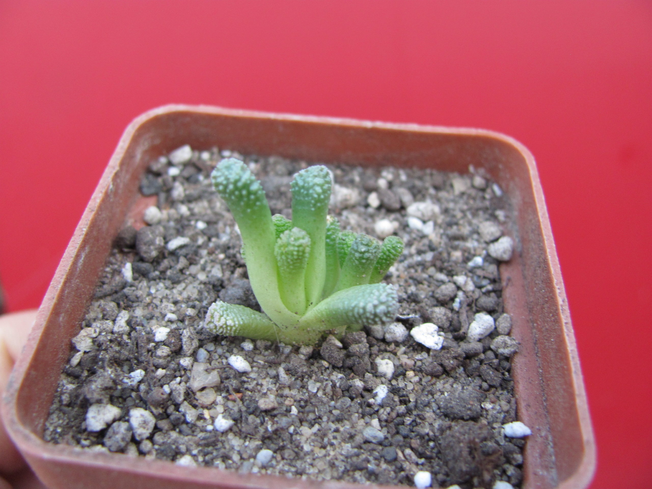 Neohenricia  sibbettii
