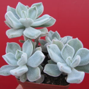 Echeveria   Frosty