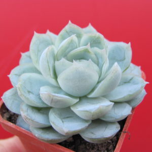Echeveria      Snow Ball