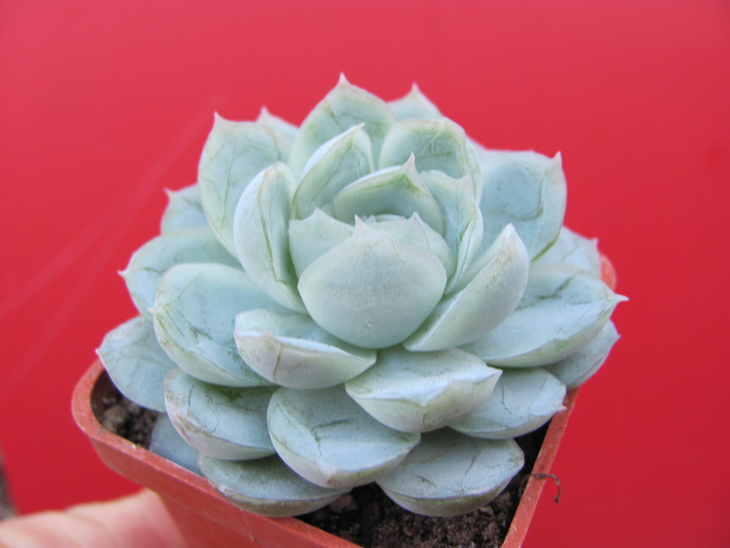 Echeveria      Snow Ball