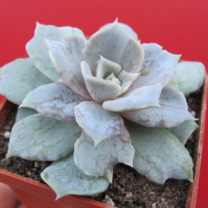 Echeveria    *Vampire  Appaloosa*