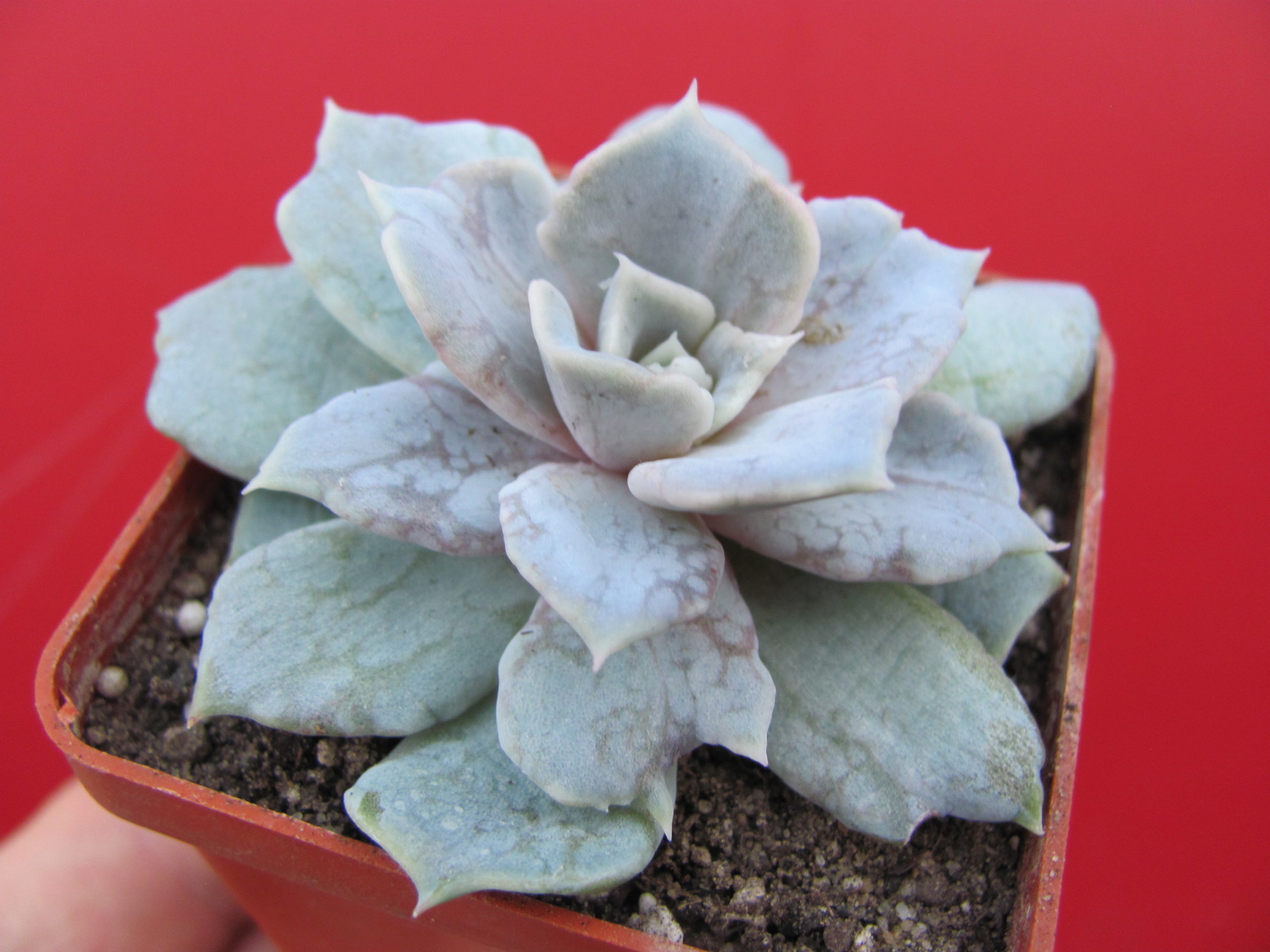 Echeveria    *Vampire  Appaloosa*