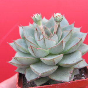 Echeveria  Fabiola