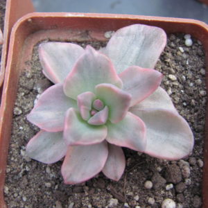 Echeveria   Mrs.   Richards  variegata