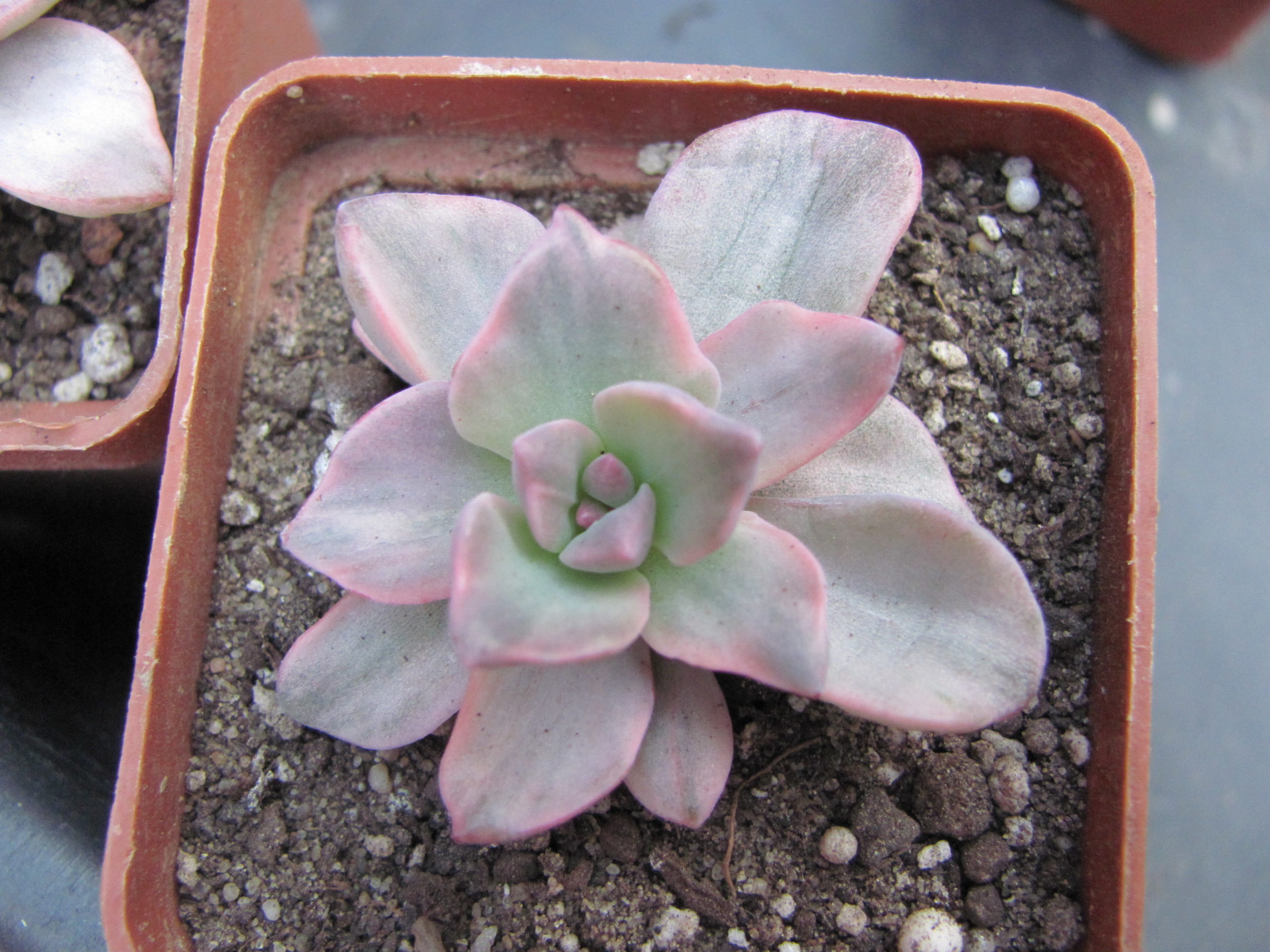 Echeveria   Mrs.   Richards  variegata