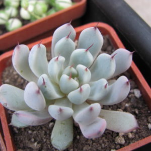 Echeveria    cuspidata  zaragoza