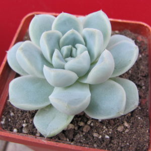 Echeveria   albicans