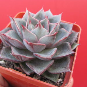 Echeveria    Moranii   hybr.