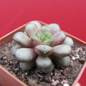 Echeveria     amethorum