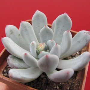 Echeveria    Viant