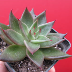 Echeveria    *Bronze   Beauty*