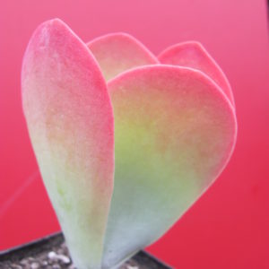 Kalanchoe    thyrsiflora