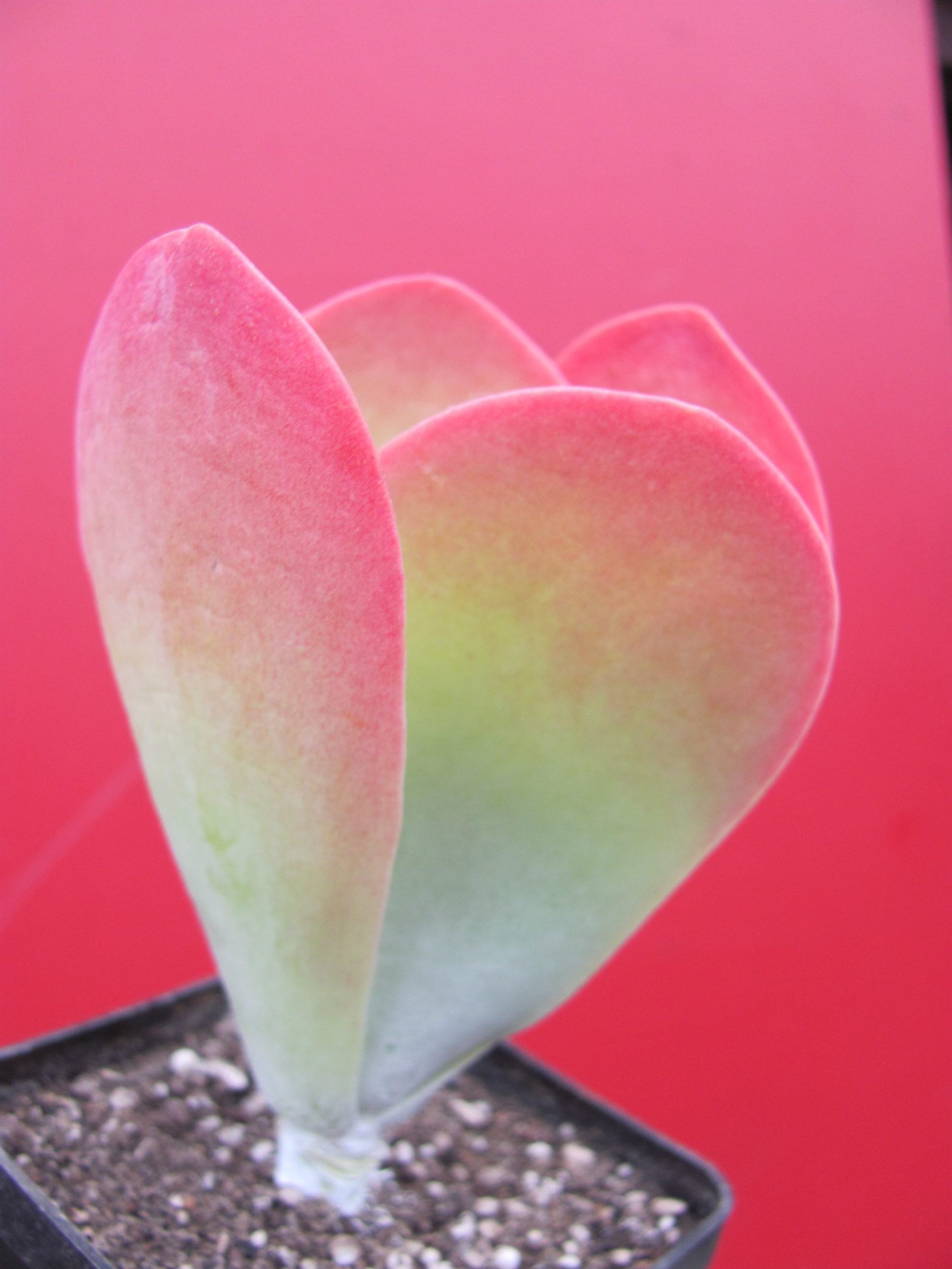 Kalanchoe    thyrsiflora