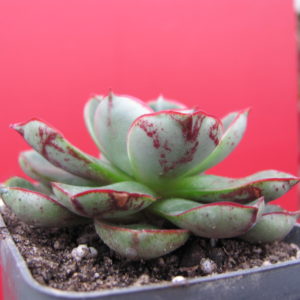 Echeveria    longissima