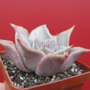 Echeveria   Madiba