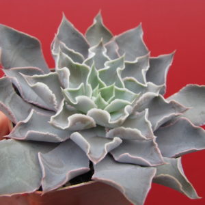 Echeveria   strictiflora   hybr.     F1