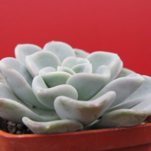 Echeveria     Orpet