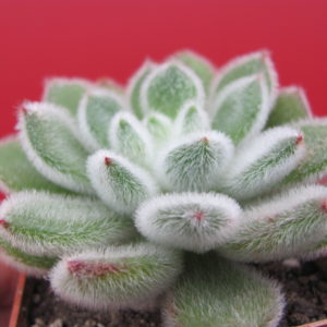 Echeveria    Doris  Taylor