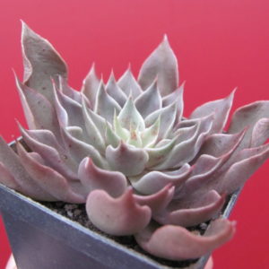 Echeveria     stryctiflora   hybr.     F2