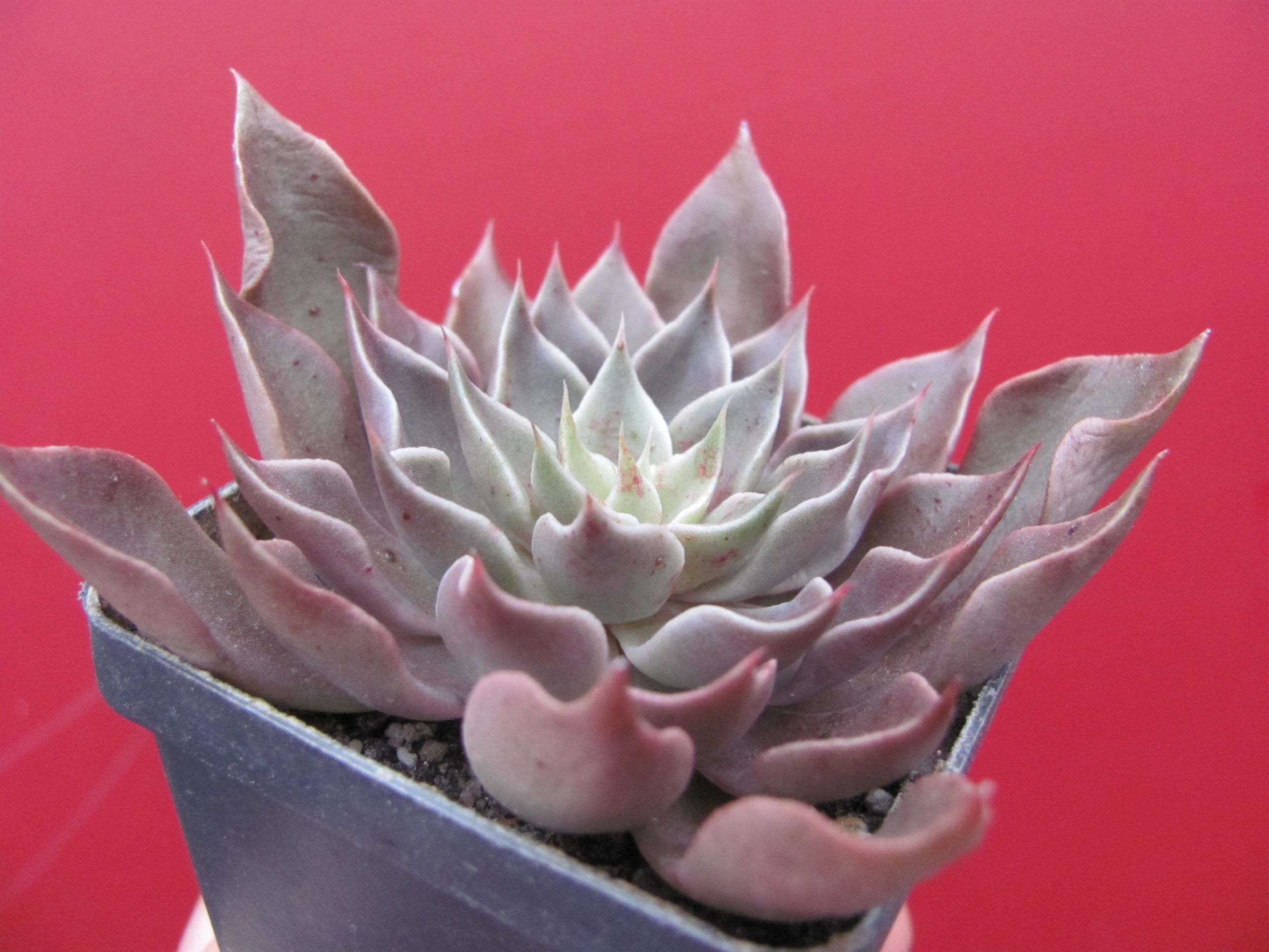 Echeveria     stryctiflora   hybr.     F2
