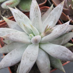 Echeveria    tolimanensis