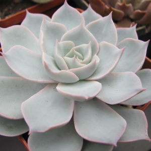 Echeveria    subsessilis