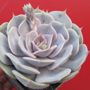 Echeveria    lilacina  x  Debbie