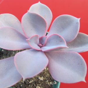 Echeveria   Purple  Pearl
