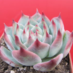 Echeveria    chihuahuensis    Ruby  Blush