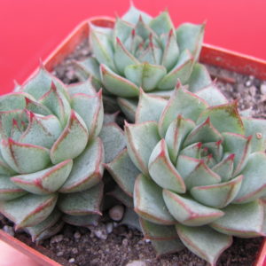 Echeveria    Fabiola   3 разом