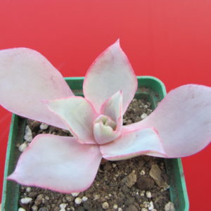 Echeveria   afterglow