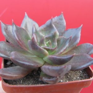 Echeveria   Alfred  Graf