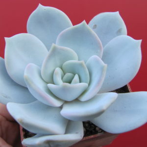 Echeveria    laui   hybr.